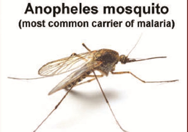 Anopheles Malaria mosquito