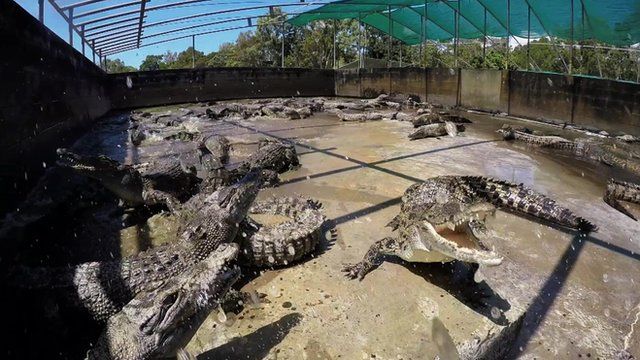 Mala Wildlife set to establish new crocodile farm in Binga