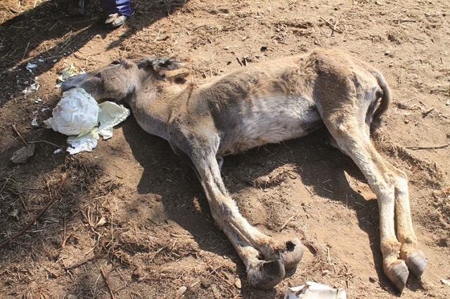 A dead donkey at Battlefront Investments’  feedlot in Manningdale, Bulawayo