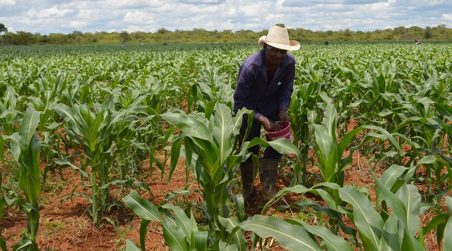 Mr Jabulani Mthethwa a Pollards-Ilamba irrigation scheme benefactor applies fertiliser on his six-week-old maize crop in Inyathi, Bubi district last week. (Pic by Dennis Mudzamiri)