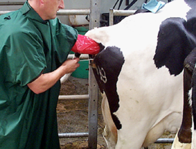 Artificial insemination lessons for smallholder communal beef farmers | The  Sunday News