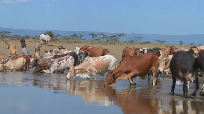 Beitbridge folks scramble for drinking water with livestock, wild animals |  The Sunday News
