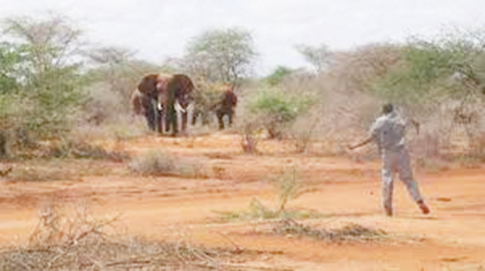 Human-wildlife conflict headache in Matobo | The Sunday News
