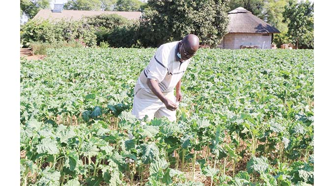 New farmers revel in land reform glory